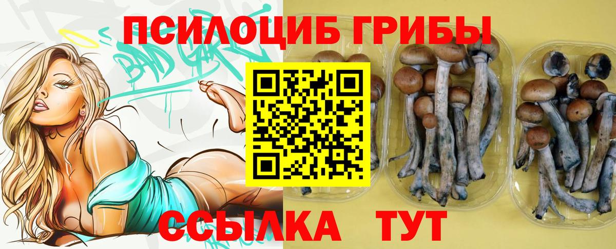 Ачхой-Мартан  Галлюциногенные грибы Cubensis  Вход с VPN 